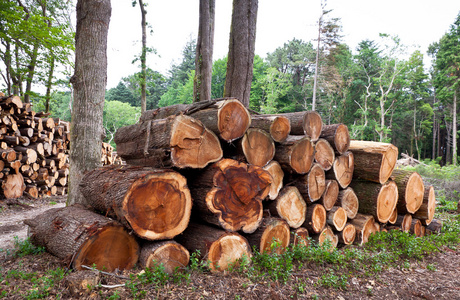 堆的原始松樹木材原木 特性、用途與保護